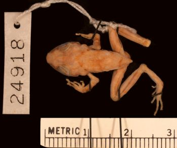 Media type: image;   Herpetology A-24918